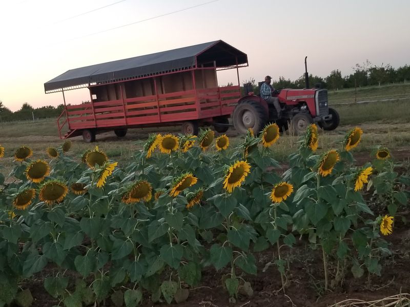 Hayrides Through the Orchard Rows