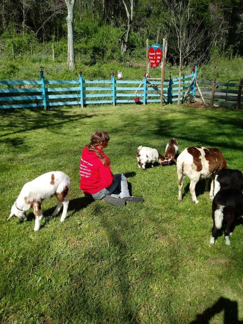 Heavenly Heart Farm and Mini Petting Zoo, Edinburg, Virginia