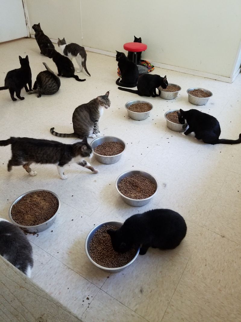 Helping the Whole Community Through TNR Helping the Whole Community Through TNR