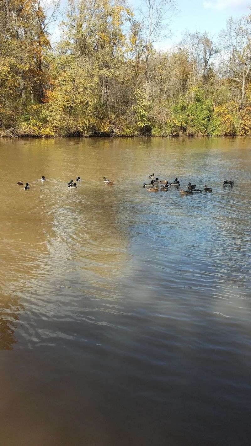 Herons Make a Comeback Herons Make a Comeback