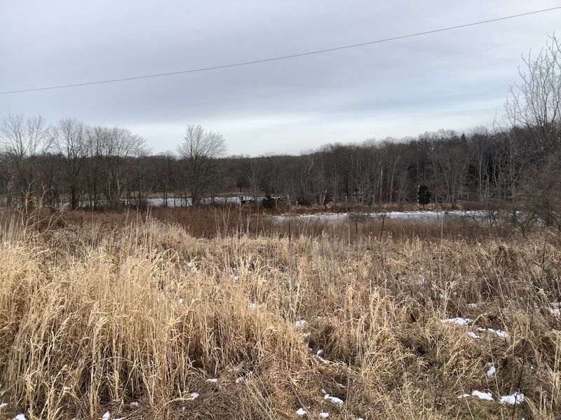 Herons, Turtles, and Pond Life