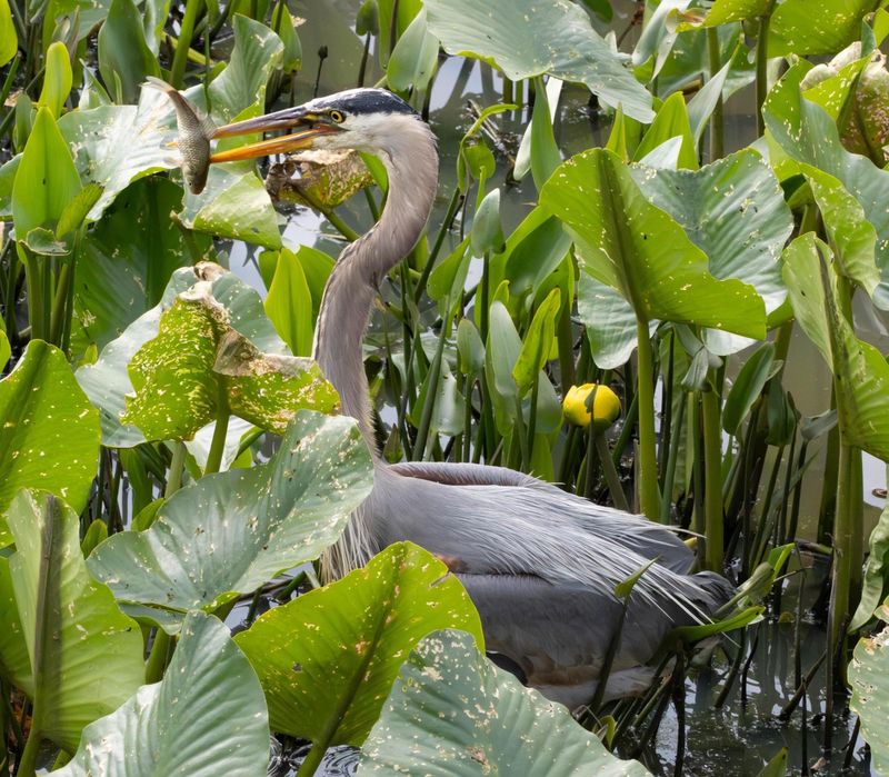 Herons Who Treat Stillness Like a Sport Herons Who Treat Stillness Like a Sport