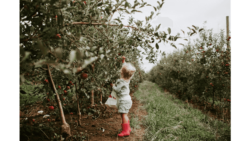 Historic Weston Orchard & Vineyard