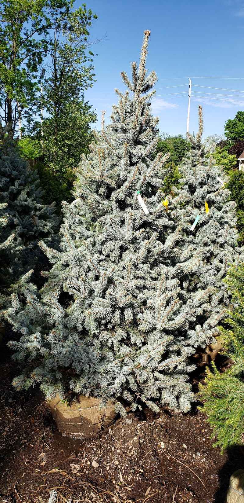 Holiday Greens Kept The Lot Busy Long After The Petunias Faded