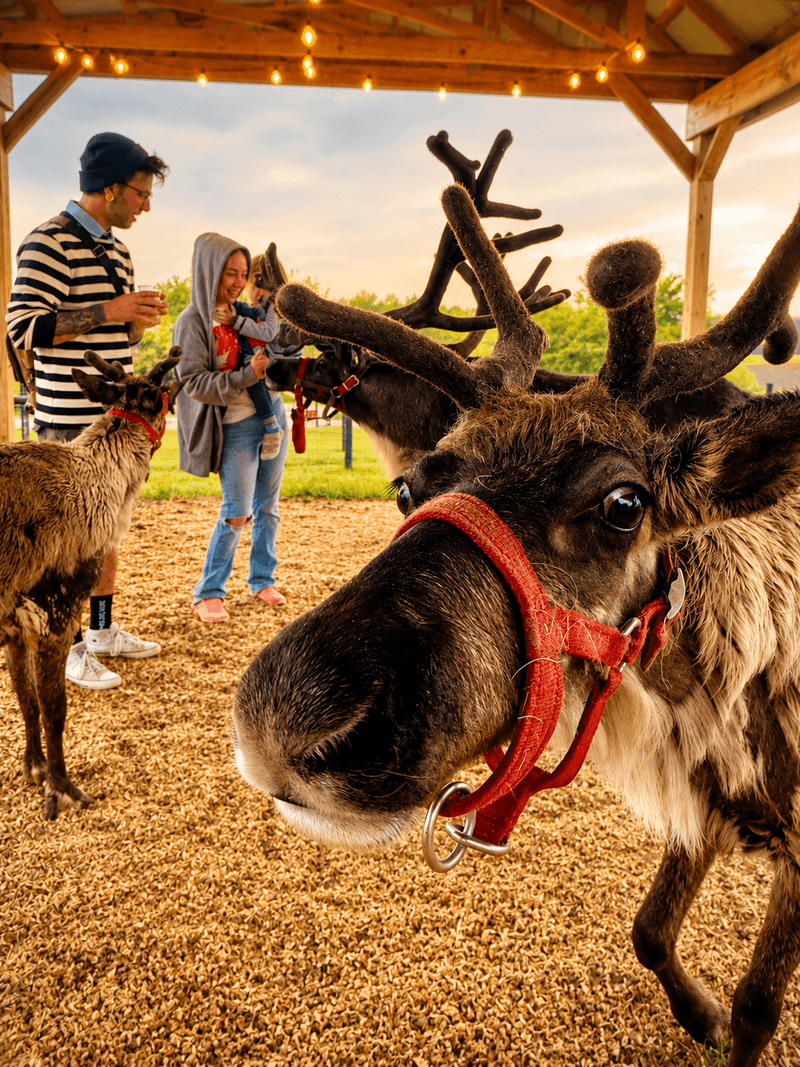 Holiday Photos Worth Framing Holiday Photos Worth Framing