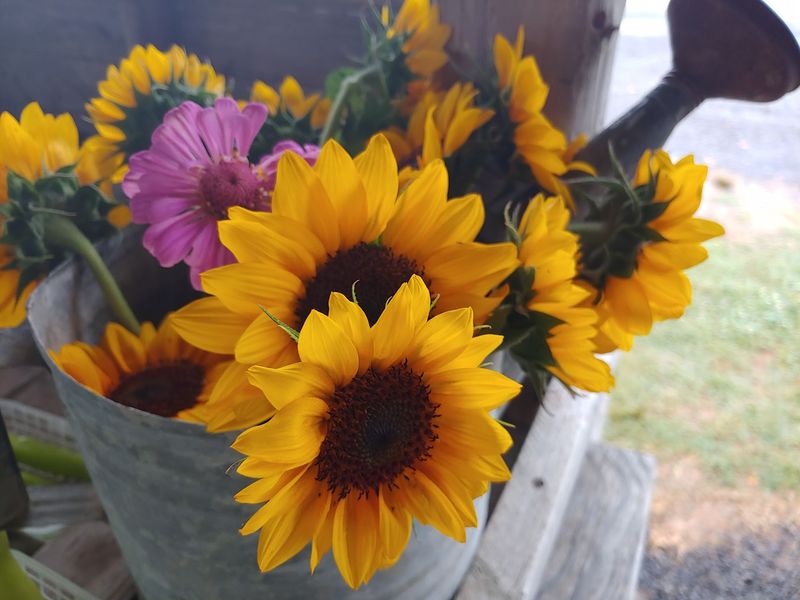 Honey, Sorghum, Plants, and Flowers