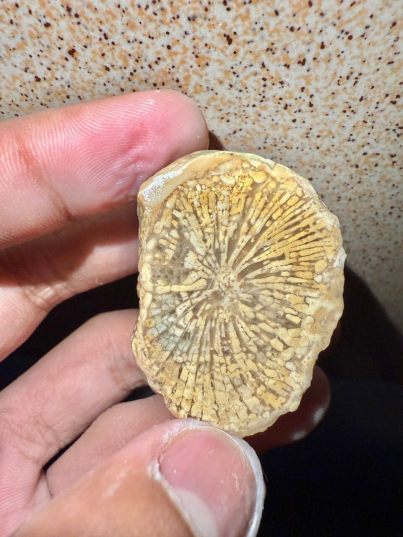 Horn Corals, Crinoids, And Bryozoans Fill Out The Cast