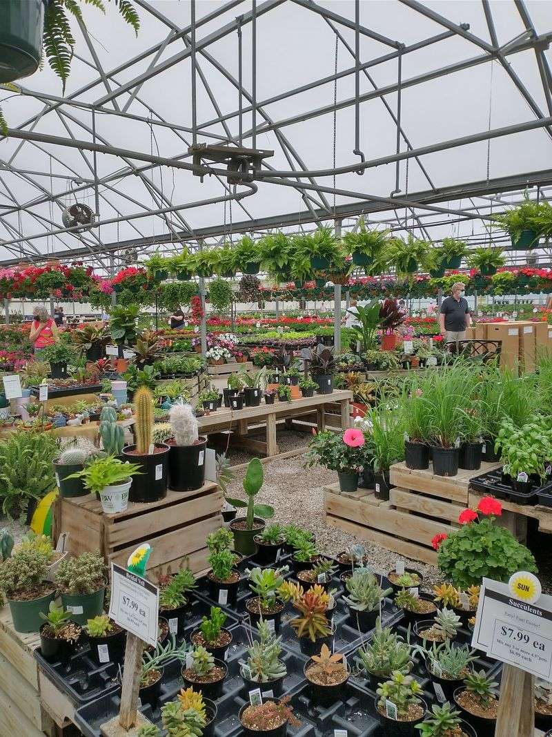 Houseplants And A Repotting Service That Saves Your Floors