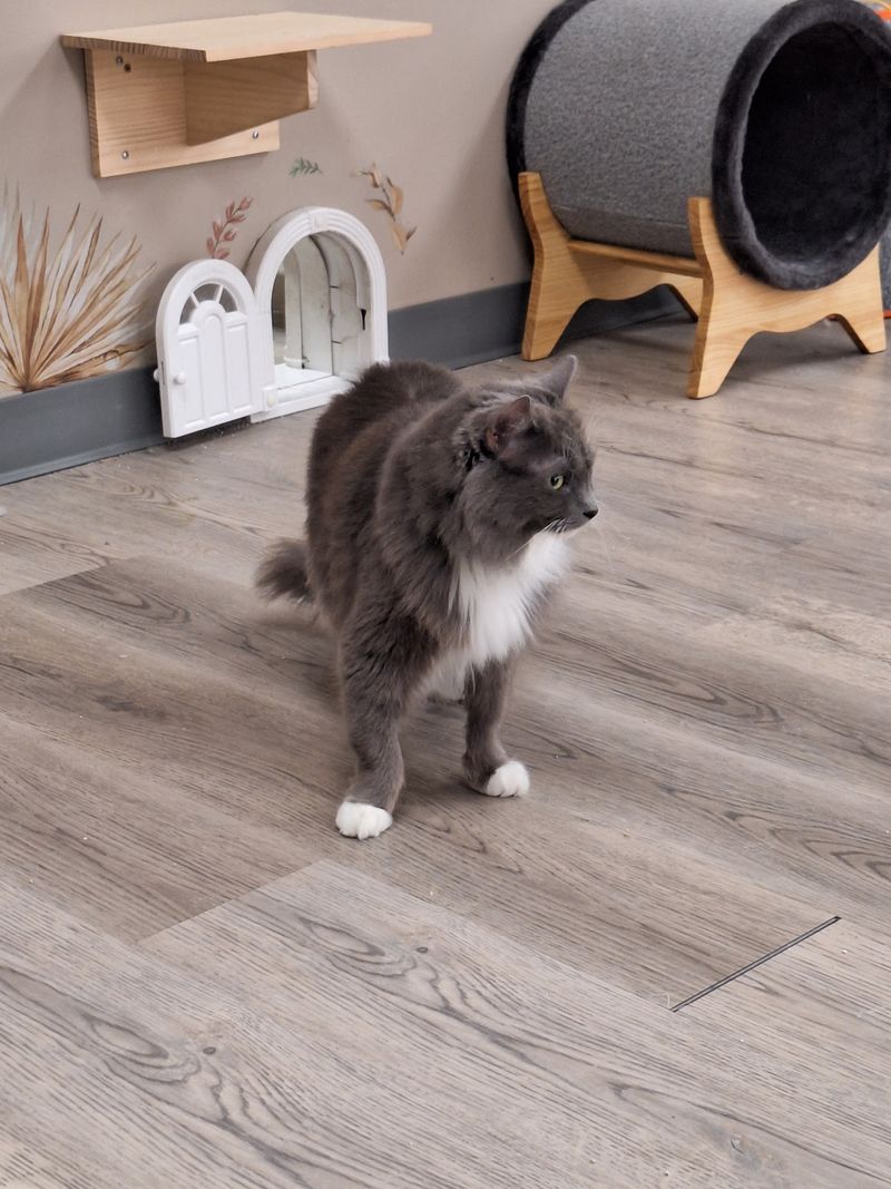 How Lounge Time Works Without Stressing The Cats