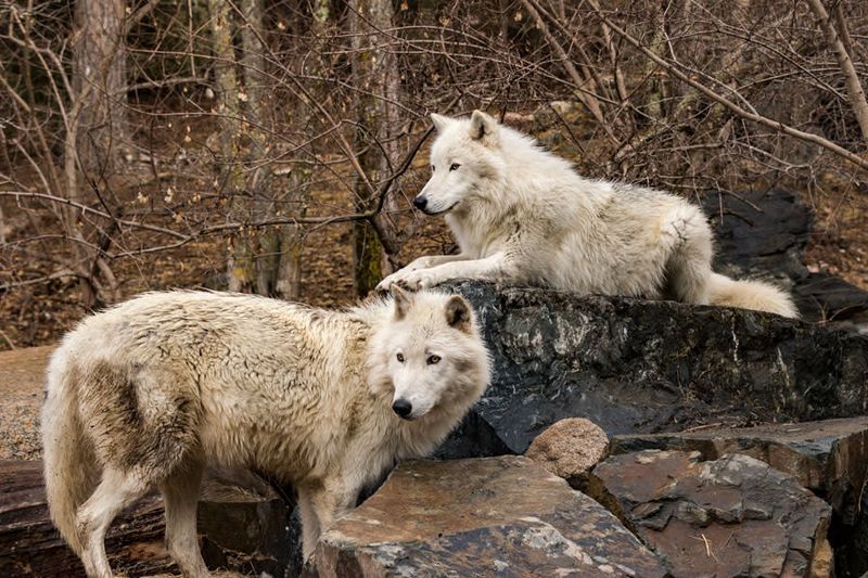 International Wolf Center, Ely