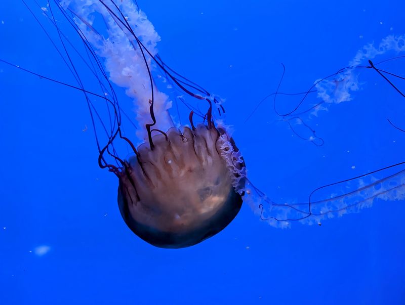 Jellyfish Glow Like Living Lanterns Jellyfish Glow Like Living Lanterns