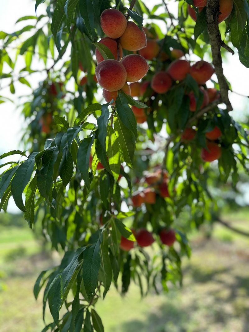 Jenkins Farms Peach Orchard