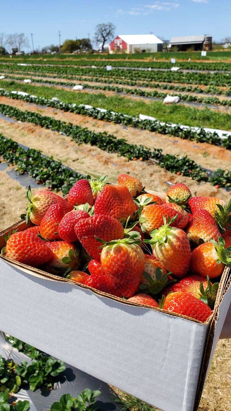 Jenschke Orchards