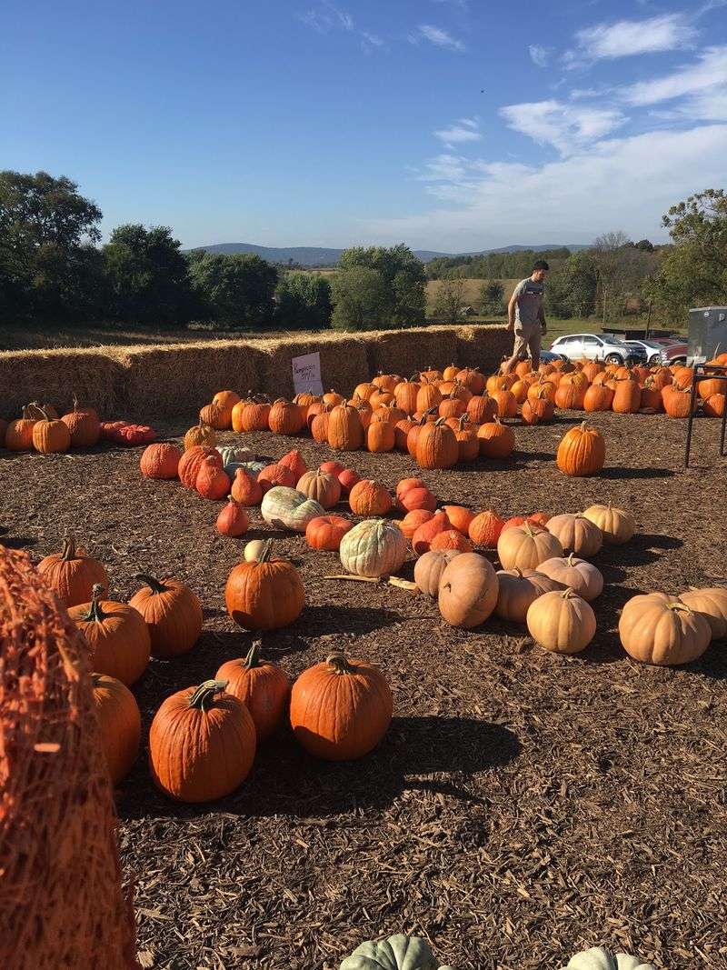 Jumbo's Pumpkin Patch