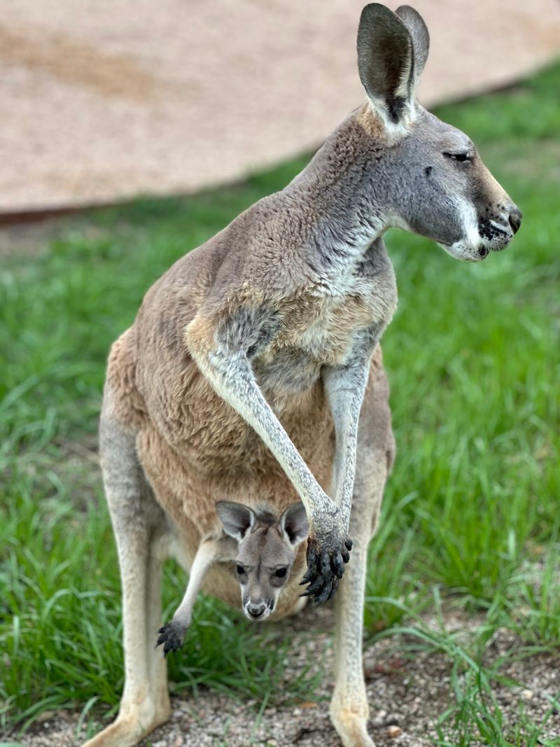 Kangaroos Bring A Little Australia To The Hill Country Kangaroos Bring A Little Australia To The Hill Country