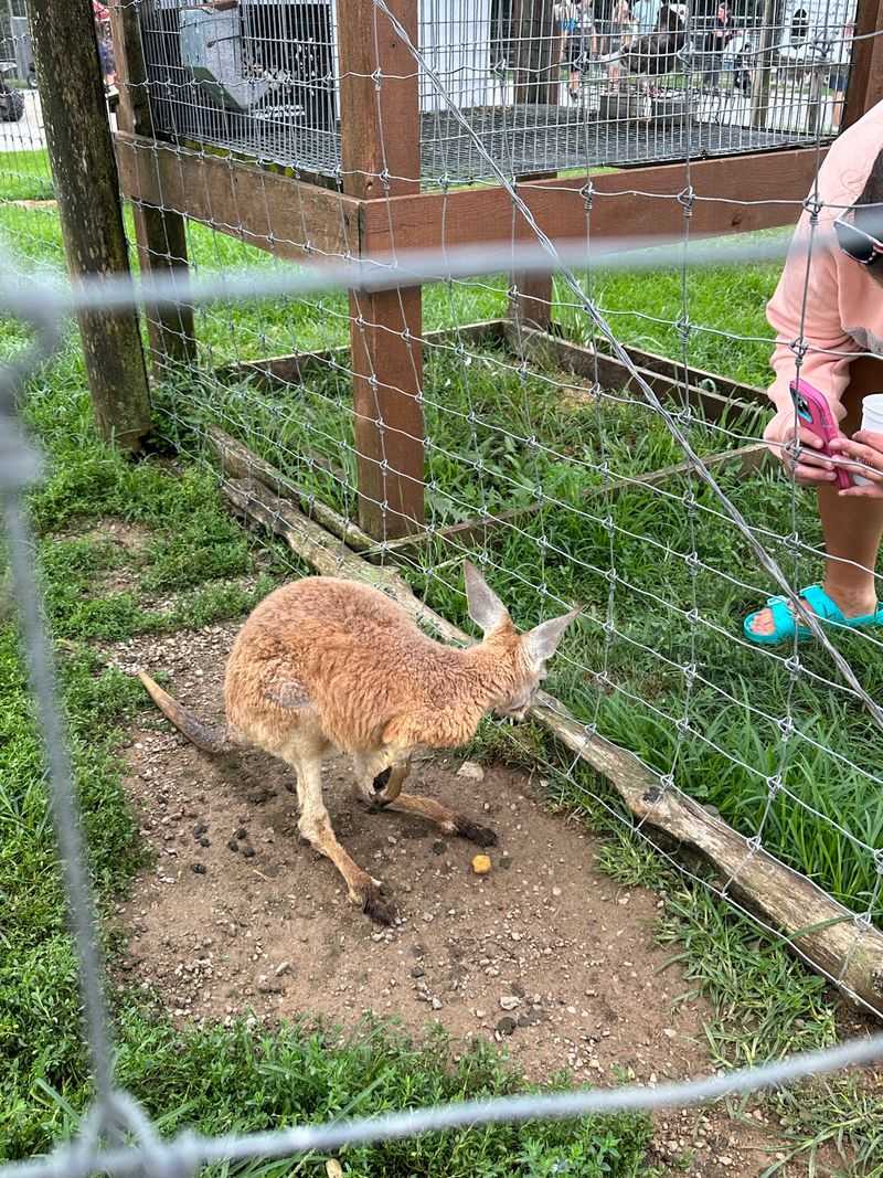 Kangaroos Hopping Around The Heartland