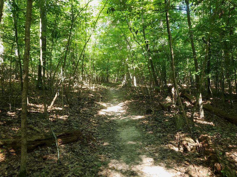 Keep Quiet And The Woods Might Introduce Their Residents Keep Quiet And The Woods Might Introduce Their Residents