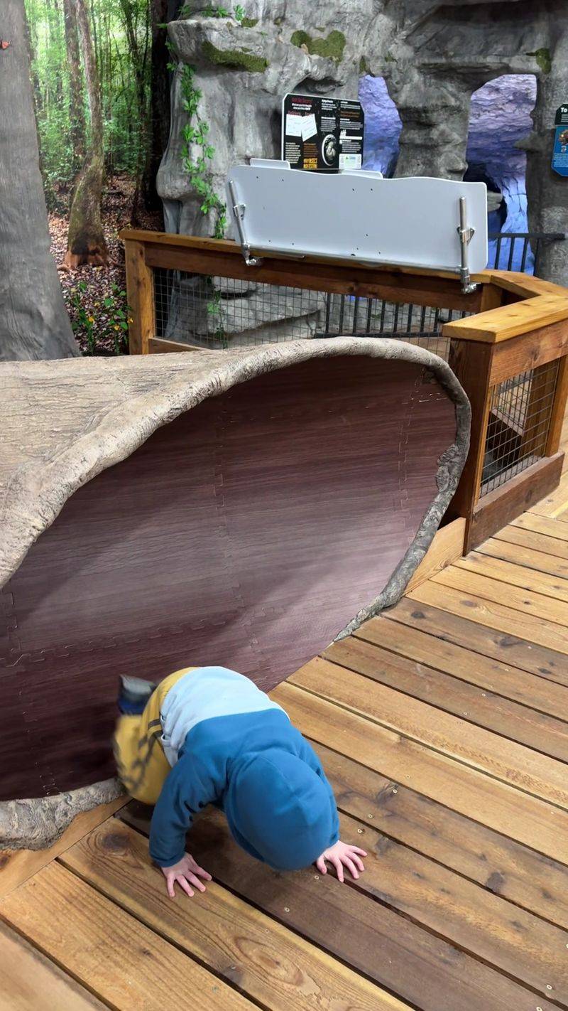 Kid Zone Fun at the Cook Museum and Beyond