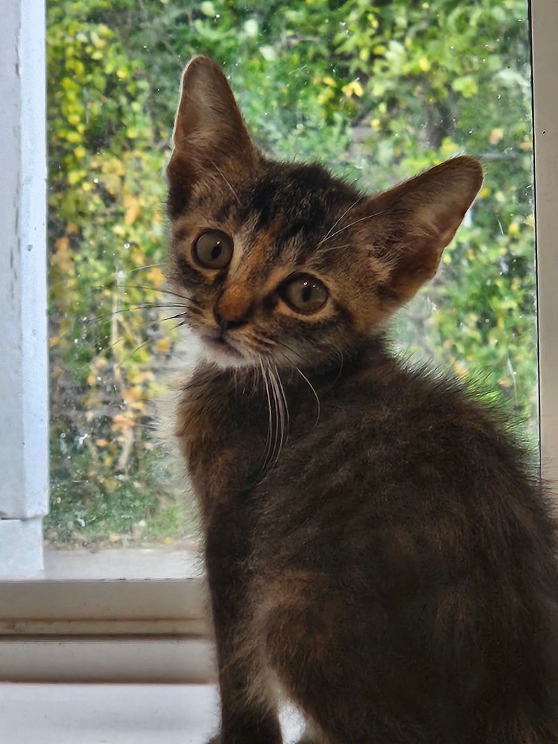 Kitten Nursery Cuteness Overload Kitten Nursery Cuteness Overload