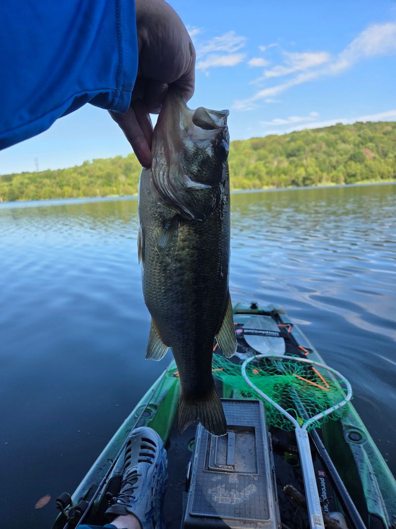 Landlocked Salmon In New Jersey? Believe It