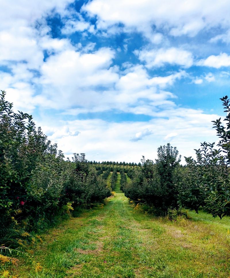 Legend Hills Orchards, Utica, OH