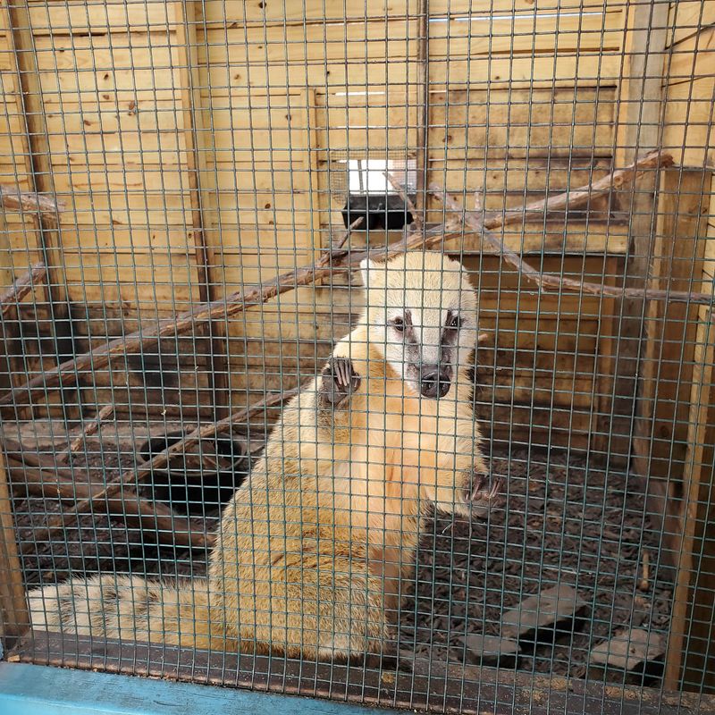Lemurs And Llamas Make Surprisingly Good Neighbors