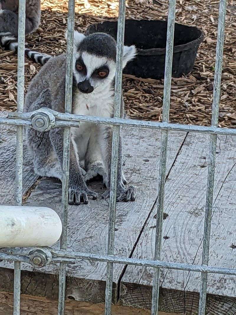 Lemurs With Big Eyes And Bigger Personalities