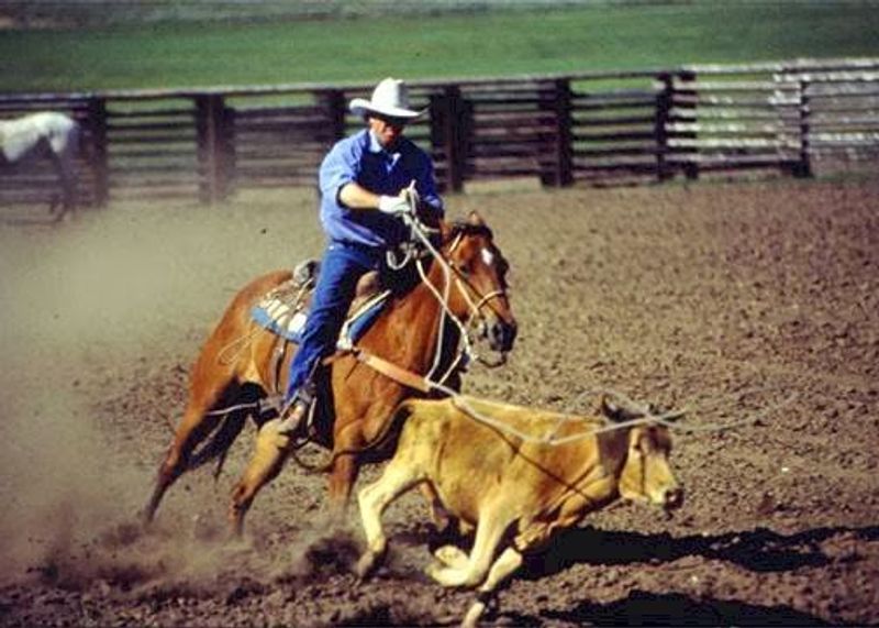 Life on a Real Working Cattle Ranch Life on a Real Working Cattle Ranch