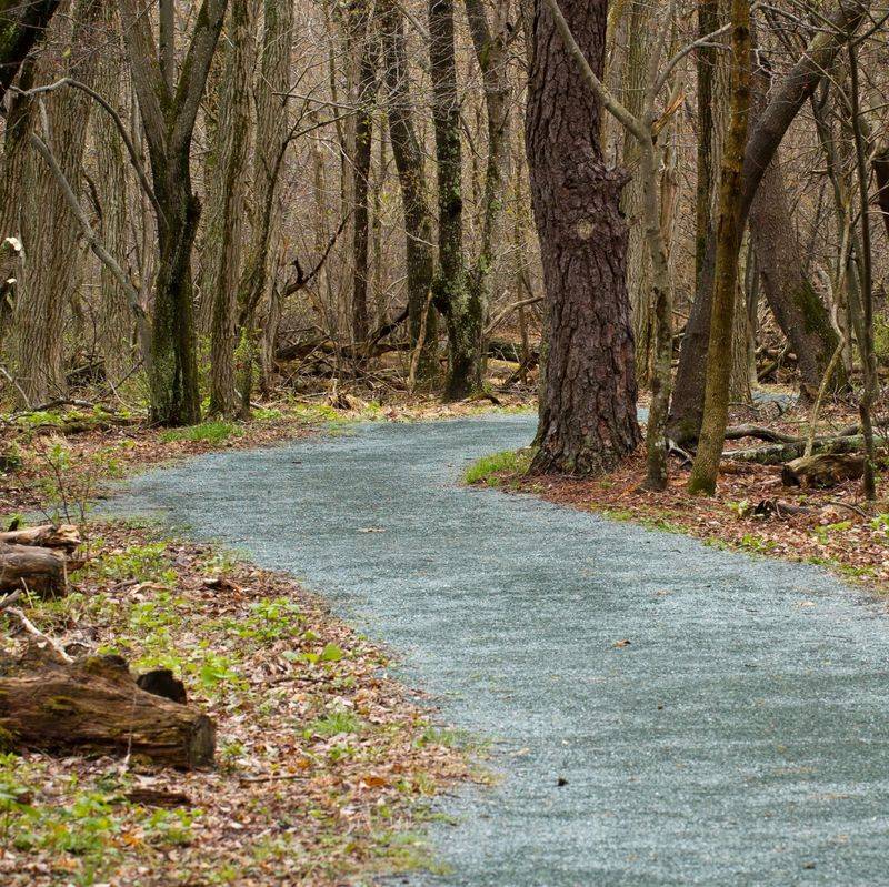 Limberlost Trail