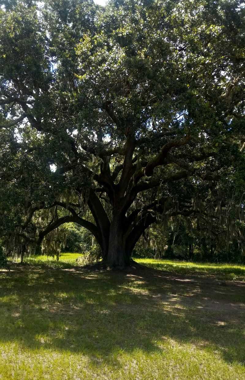 Lingering Under the Oaks Before Heading Home Lingering Under the Oaks Before Heading Home