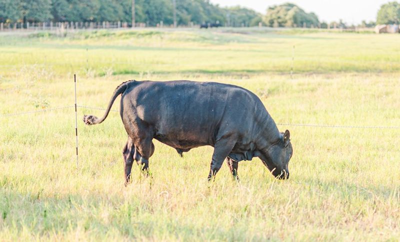 Little Dexter Cattle With Big Flavor