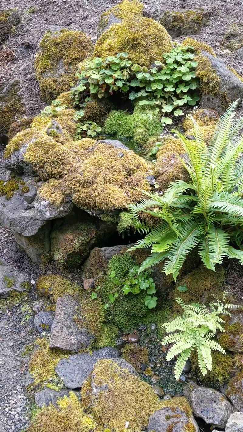 Little Wonders in the Rock Garden Little Wonders in the Rock Garden