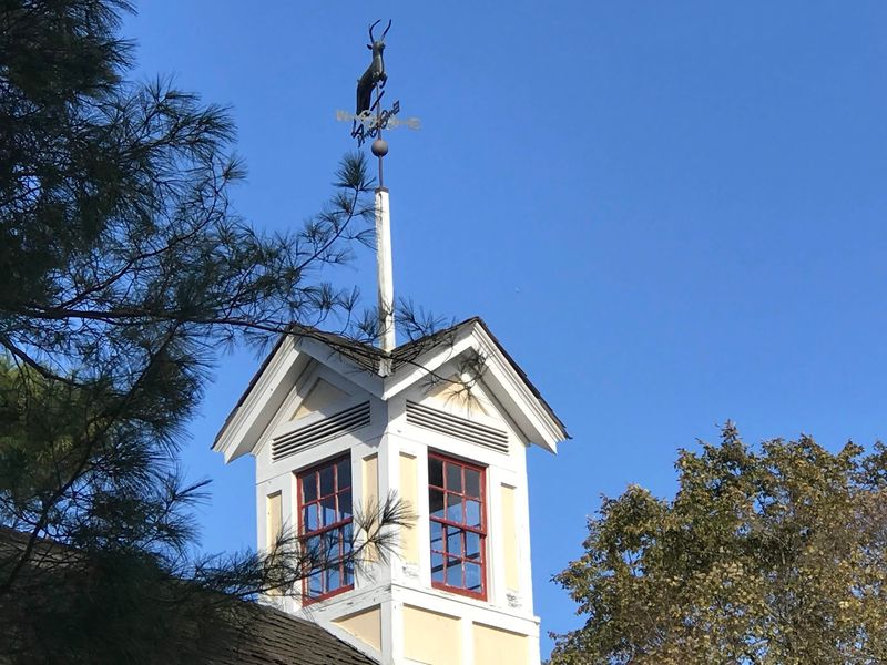 Look Up For The Running Stag