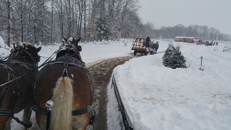 Manners Christmas Tree Farm