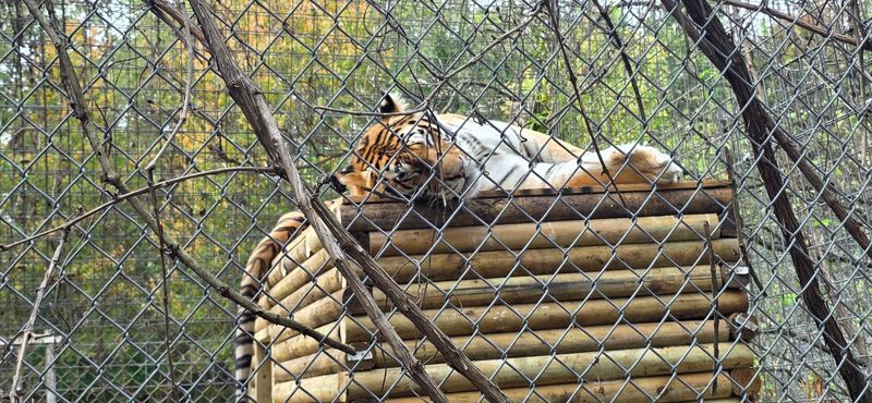 Mark Your Calendar For Fall Fest And Grown-Up Evening Roar
