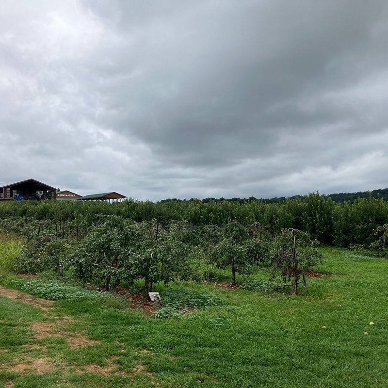 Marker-Miller Orchards