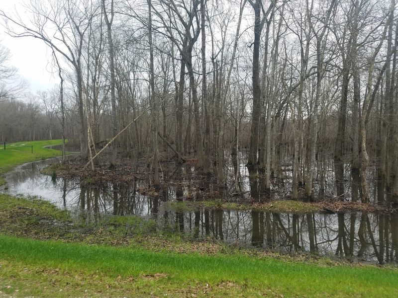 Marshes, Ducks, and Plenty of Croaking Marshes, Ducks, and Plenty of Croaking