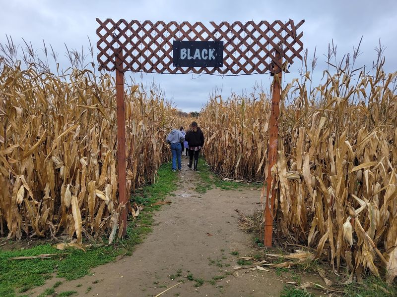 Maze Craze Corn Maze, New Springfield, OH Maze Craze Corn Maze, New Springfield, OH