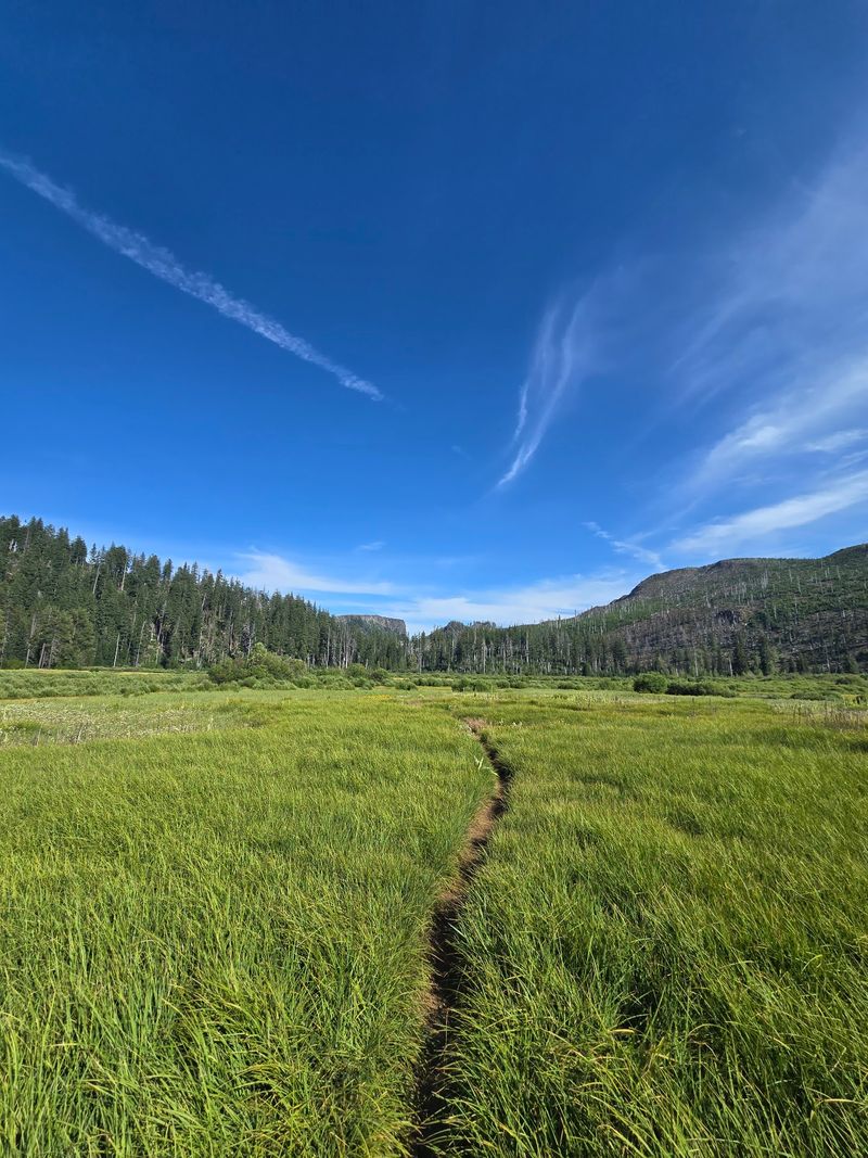 Meadows Made for Wandering Meadows Made for Wandering