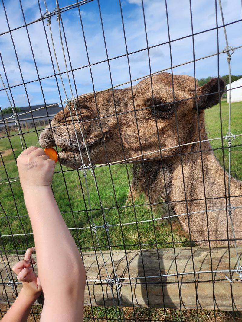 Meet Charlie, the Gentle Giant Everyone Asks About Meet Charlie, the Gentle Giant Everyone Asks About