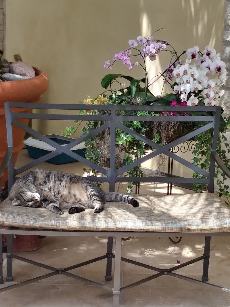 Meet Lucky, The Garden's Famous Cat