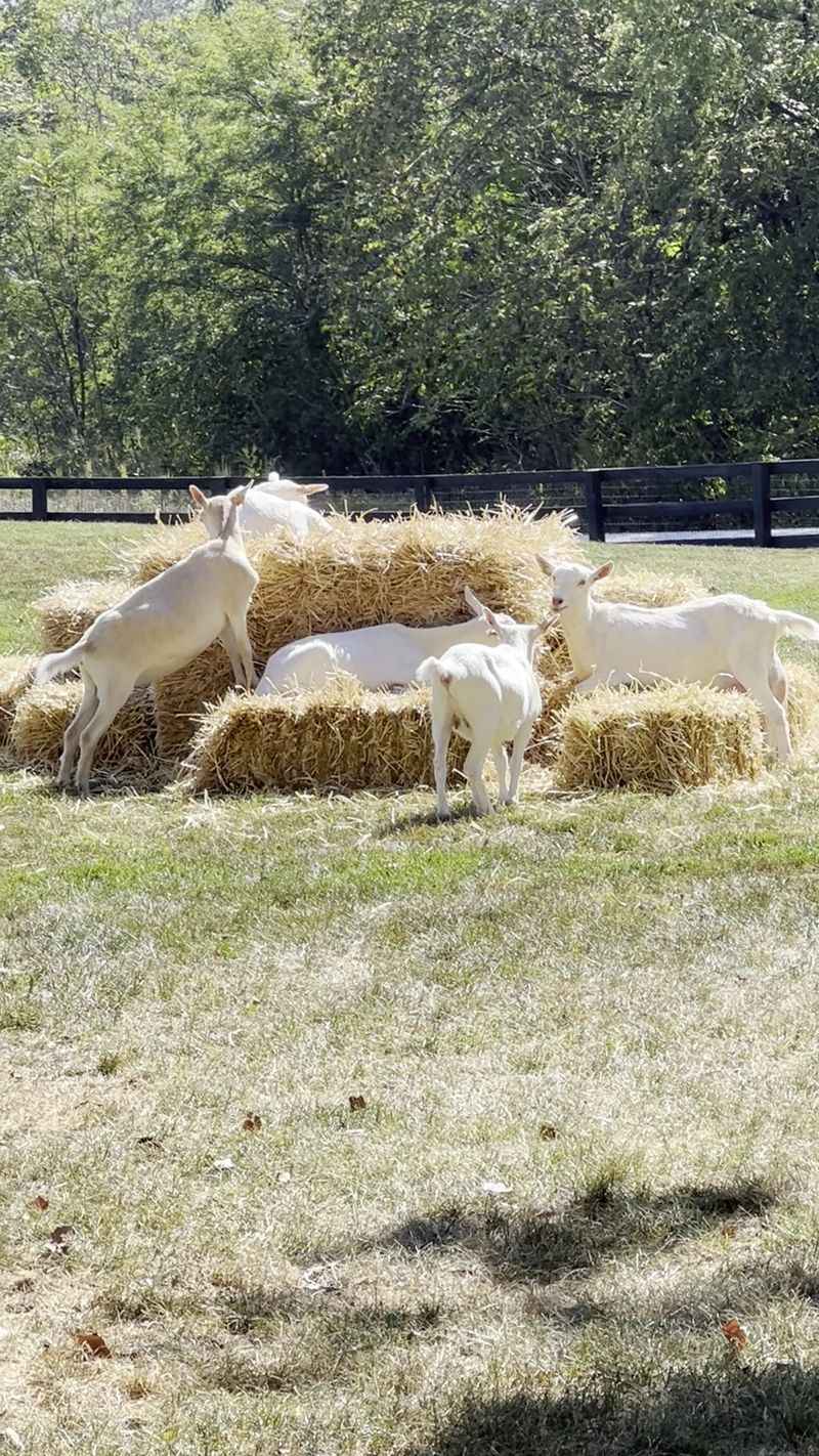 Meet The Fluffy White Stars Of The Show Meet The Fluffy White Stars Of The Show