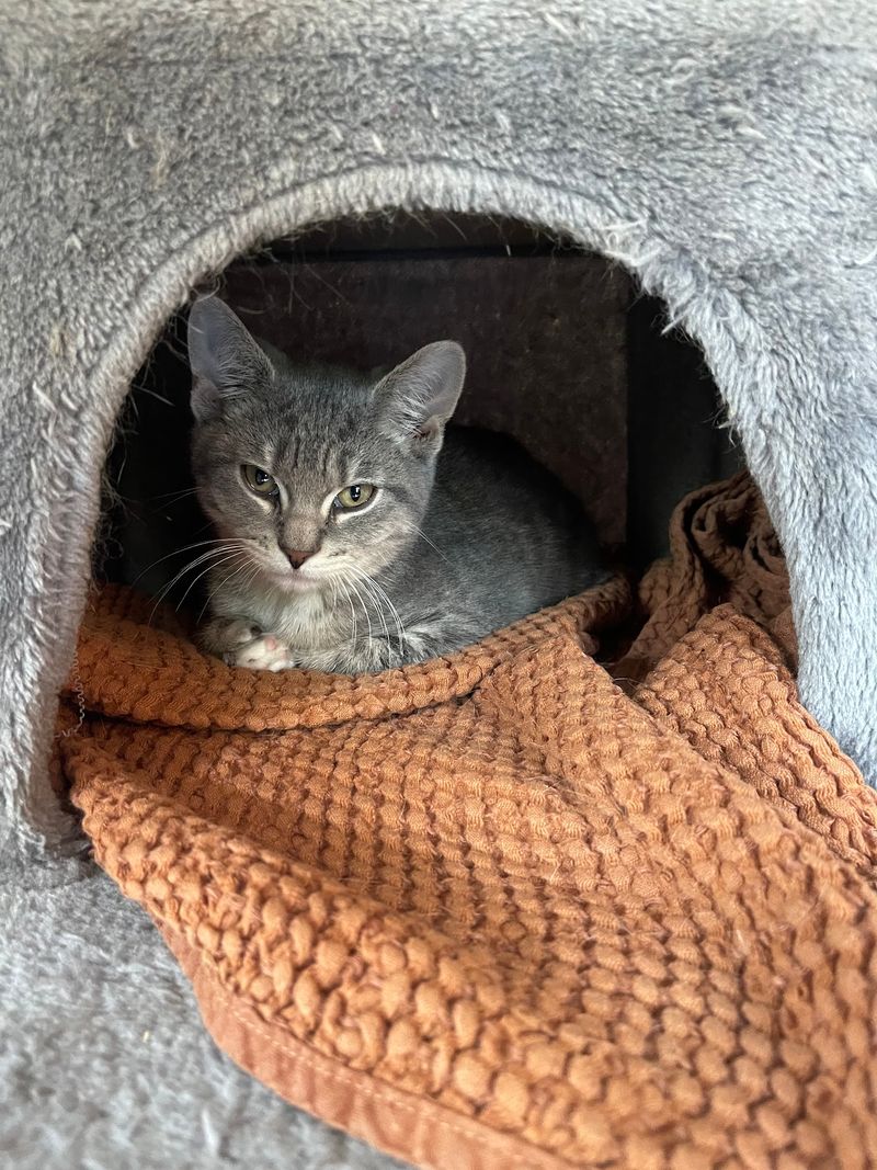 Meet The Furry Residents Looking For Homes Meet The Furry Residents Looking For Homes