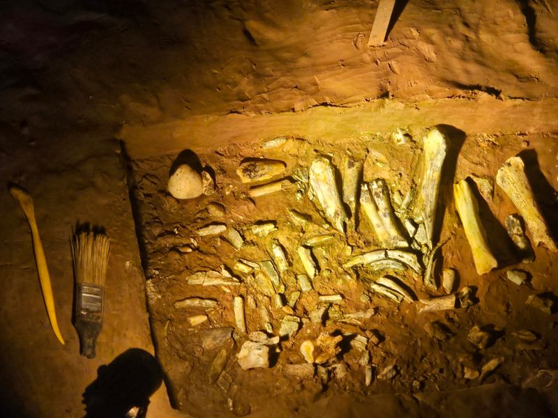 Meet The Ice Age Neighbors Who Never Moved Out