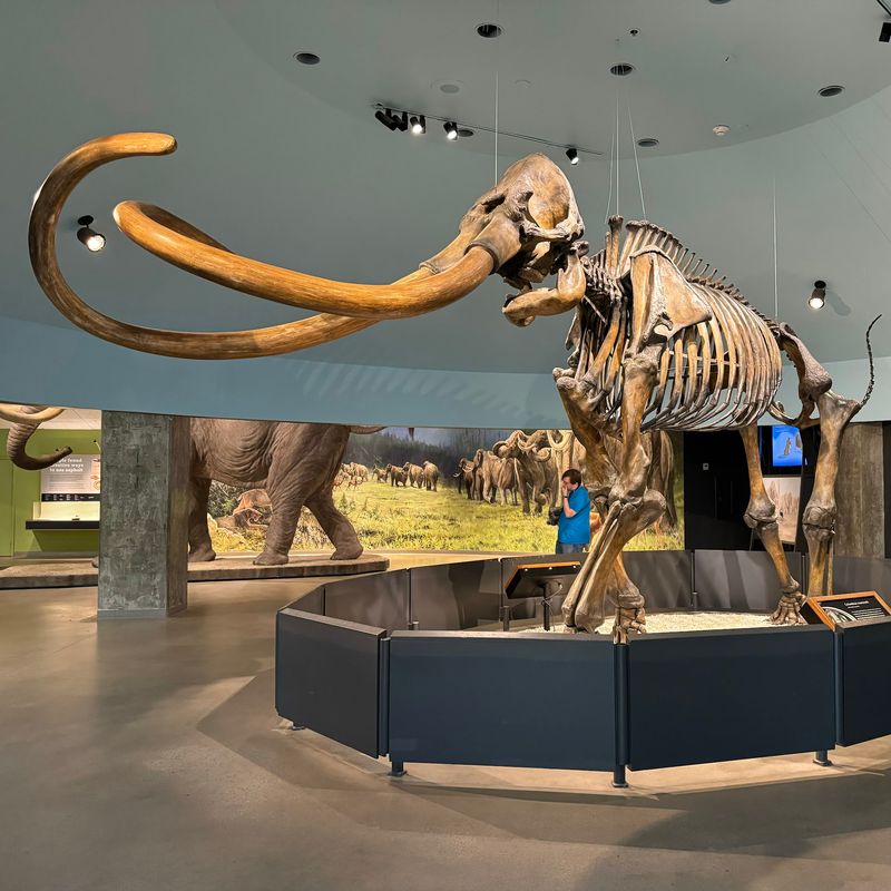 Meet Zed, the Mammoth Found Under a Parking Garage Meet Zed, the Mammoth Found Under a Parking Garage
