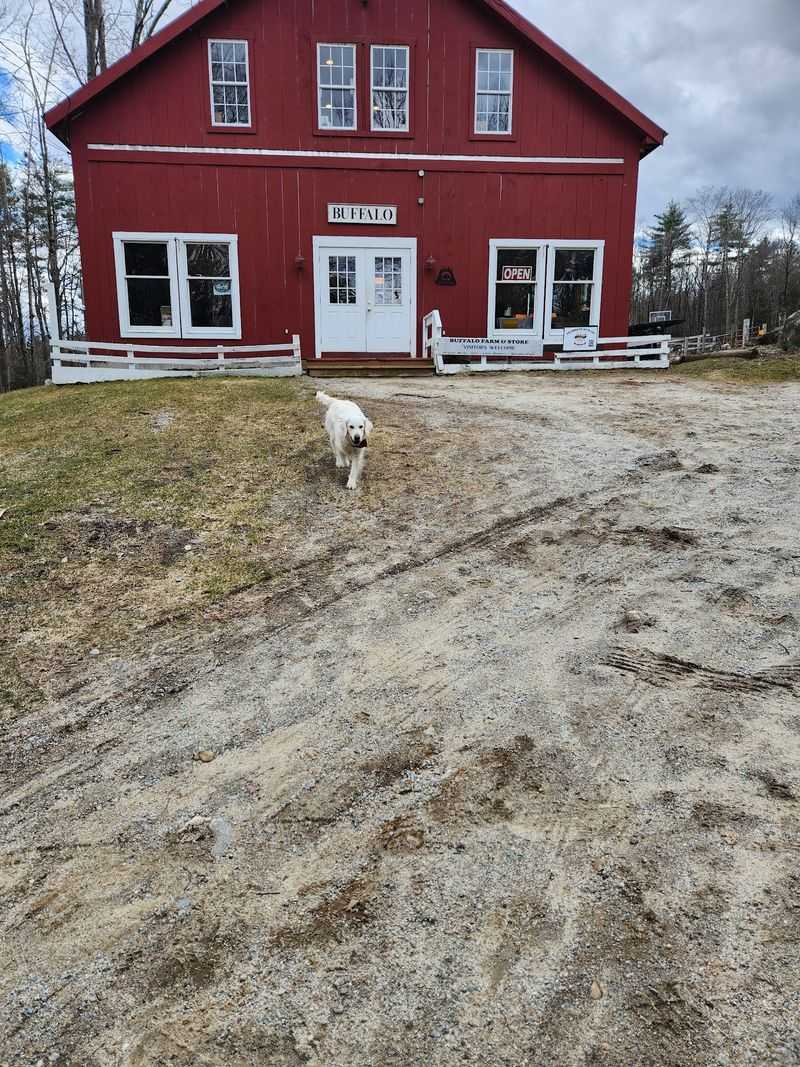 Meet the Farm Dog Greeting Squad
