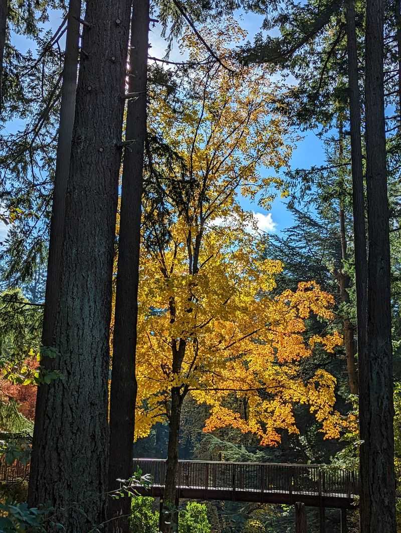 Meet the Giant Ginkgo Meet the Giant Ginkgo
