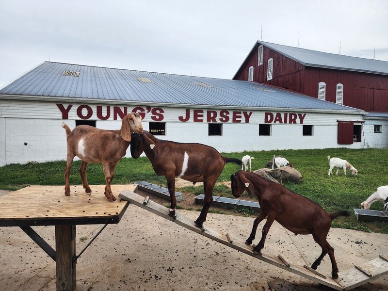 Meet the Goats Who Run the Show