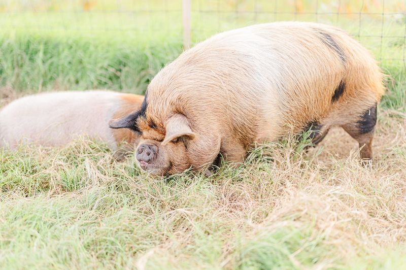 Meet the Kunekune Pigs