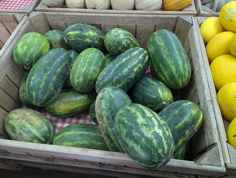 Melons in Every Shade Melons in Every Shade